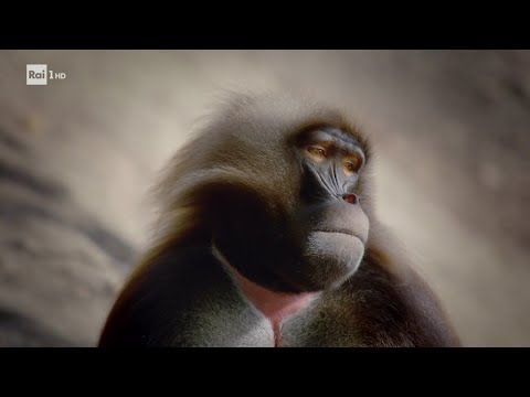 Il mondo delle scimmie - Superquark - 11/08/2021