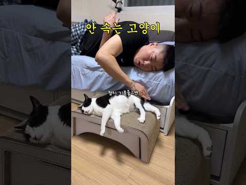 고단수 고양이