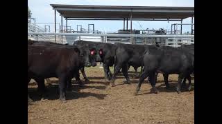 AA and AAx PTE Feeder Hfrs V1