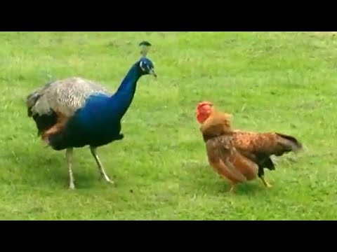 Qui est le plus fort ? | Les animaux les plus drôles de la semaine 🤣