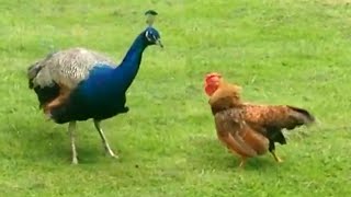 Qui est le plus fort ? | Les animaux les plus drôles de la semaine 🤣