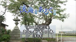 淡海をあるく　さいかちの木　長浜市