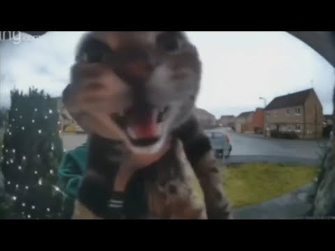 One Hour Of Silence Occasionally Broken Up By A Cat Meowing Into A Doorbell Camera