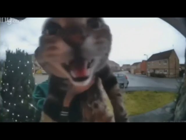 One Hour Of Silence Occasionally Broken Up By A Cat Meowing Into A Doorbell Camera