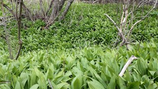 Collect and Protect: The Sustainable Harvest of Ramps