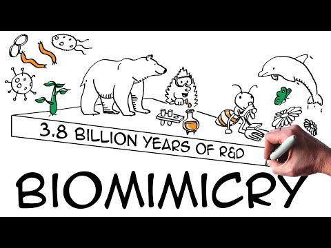 Biomimicry Explained with Drawings & Examples – Environmental News Bits