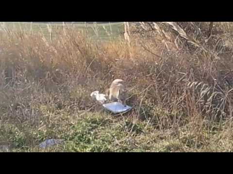 VOLPE TROVATA SULLA STRADA DI MONTAGNA.CHE SI MANGIA IL MIO PETTO DI POLLO..CRUDO..BELLISSIMO...MIMM
