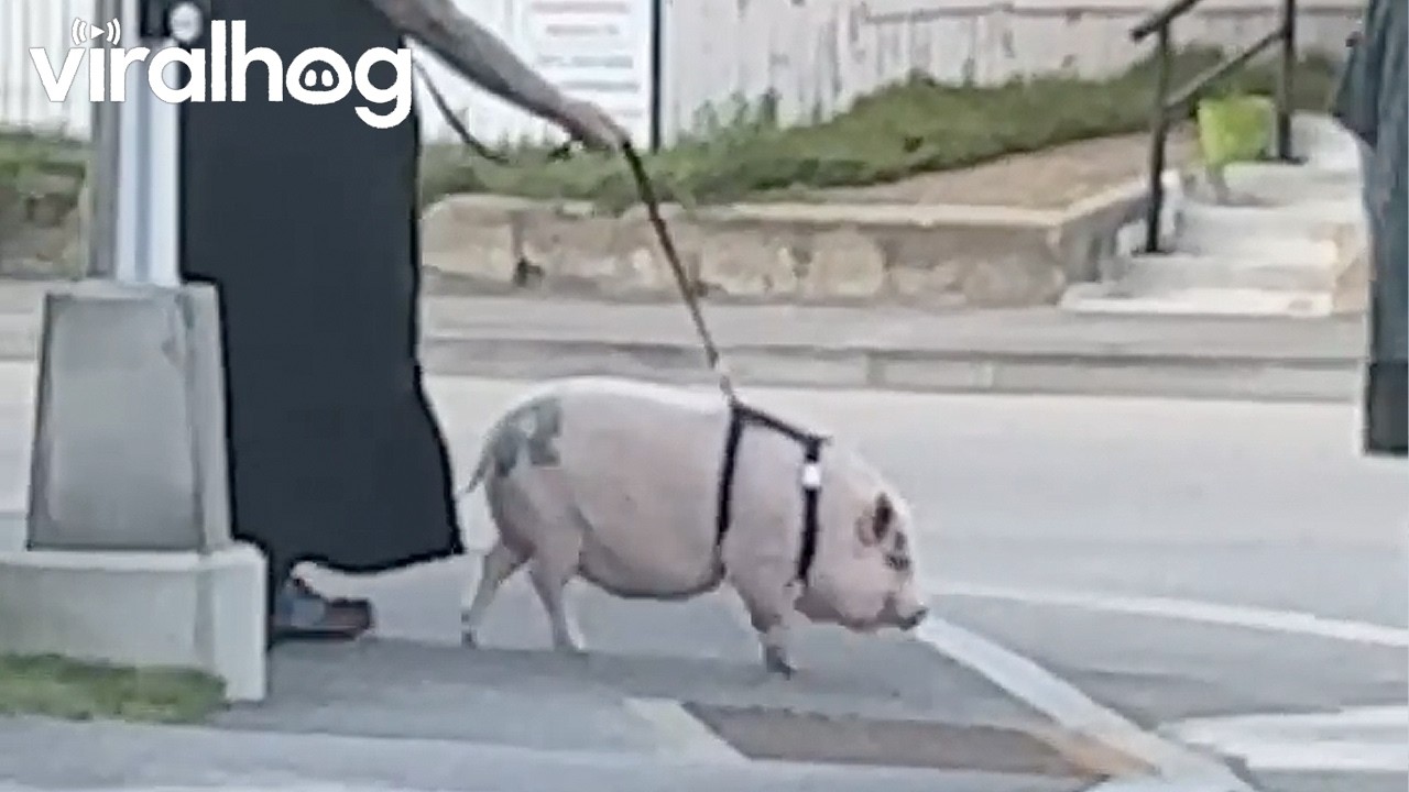 Woman Spotted Walking Her Pet Pig || ViralHog