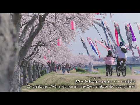 Địa điểm ngắm hoa anh đào ở tỉnh Fukushima