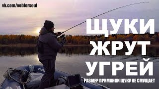 Приманки для осенняя щука на спиннинград
