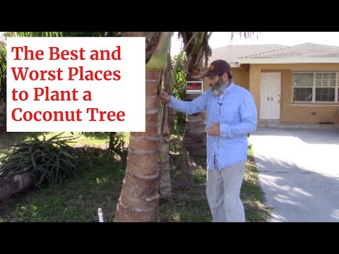The Best and Worst Places To Plant a Coconut Tree