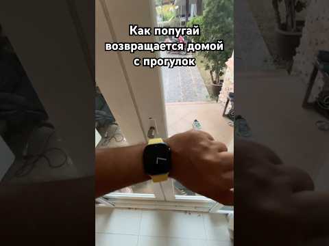 Это Жорик 🦜Иногда милый, иногда хулиган. Если любишь попугаев — тебе сюда. #sunconure #parrot