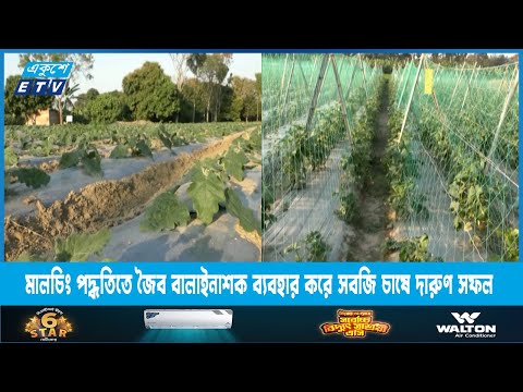 মালচিং পদ্ধতিতে জৈব বালাইনাশক ব্যবহার করে সবজি চাষে দারুণ সফল | ETV News