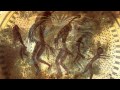 Tales of the Natives [Tribal Psybient Compilation ...