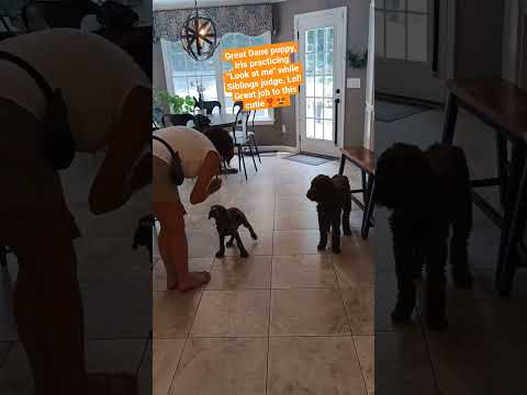 Clumsy Great Dane puppy, SO CUTE!! 😍 #greatdane #greatdanes #puppytraining #dogtraining