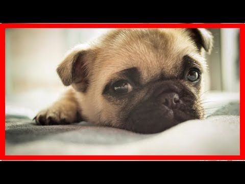 狗狗得了扁桃體炎怎麼辦？