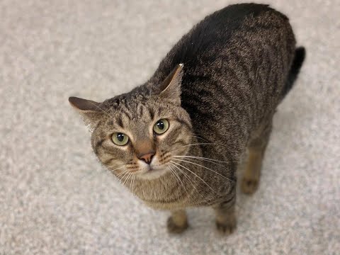 Toby Oak, an adopted Domestic Short Hair Mix in Baldwin, MD_image-1