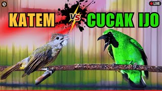 Download lagu MASTERAN FULL TEMBAKAN CEPAT MASUK‼️CUCAK IJO - KAPAS TEMBAK - CUCAK CUNGKOK mp3