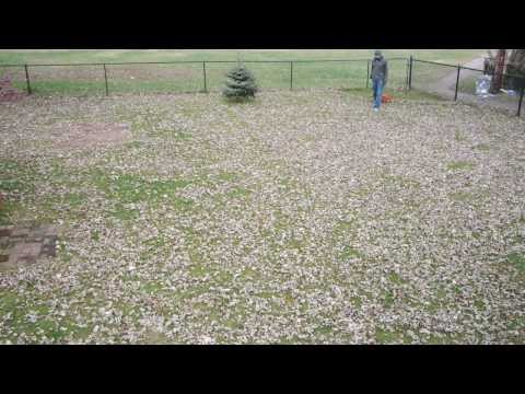 The best way to rake leaves