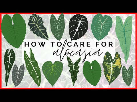 image-How big do elephant ear plants get?