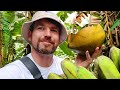 LIFE IN ISLAND GARDEN SAMAL PHILIPPINES ISLAND LIFE