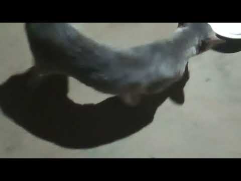 cat drinking milk#_viral_video               by_Bhojpuri Lok Sangeet