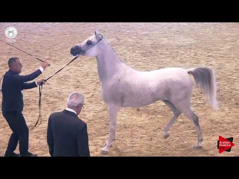 N.51 FRASERA MASHALLA - SEWC 2018 - Senior Mares (Class 3B)