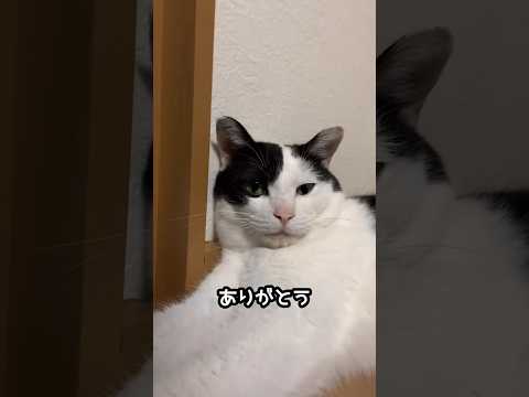 子猫のインフルエンザ、どうすればいいの?