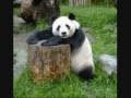 P Is For Panda