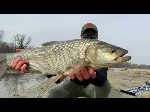 PESCA SPINNING FIUME TICINO - ASPIO, PERCA E CAVEDANI.