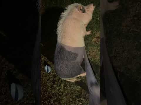 Large and in charge #pig #pigs #animal #funnypig #cute #funnyanimal #minipig