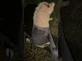 Large And In Charge Pig Pigs Animal Funnypig Cute Funnyanimal Minipig
