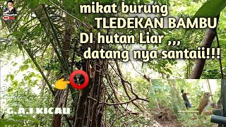 Download lagu 🔴mikat burung tledekan bambu langsung nempel kepulut||G.A.I KICAU mp3