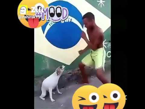 Dance with cute dogsl