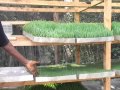 Hydroponics Fodder In Kenya
