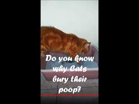 🐈 Do you know  why Cats bury their poop? FUNNY CAT #SHORTS