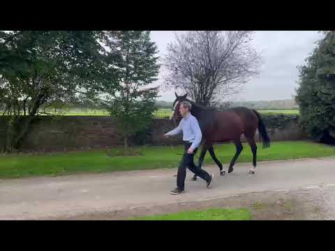 Fleur du Seuil (FR) - Youmzain (IRE) ex Tulipe du Seuil (FR)
