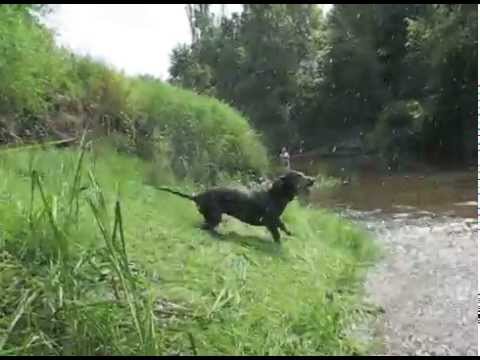 Es un Pededze. Krastā