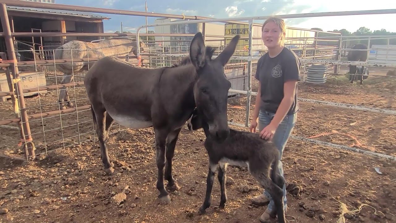 Our Donkey Just Had a Mini... and He’s Adorable