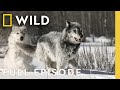Fire And Ice Full Episode Wild Yellowstone Nat Geo Animals