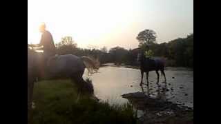 preview picture of video 'Blackboy bridge horses 1 of 3'