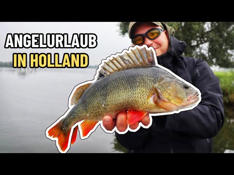 ANGELURLAUB in Holland an der Maas | Krumme Ruten auf Barsch, Hecht, Zander & Rapfen