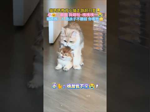 貓媽媽教育小貓走路超可愛💖 小🐈：麻麻~我錯啦放開我😭 🐱媽：人 你看牠 一點都不聽話😳#cat #cute #funny #shorts #cutecat #funnyshorts
