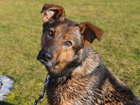 2020 02 22 The Making of HUNDEVIDEOS