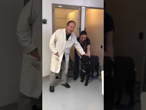 Post-Op Pet Rounds, German Shepherds, Husky's and a Basset