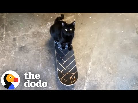 Meet the Skateboarding Black Cat