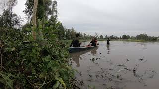 Rice fields in high flood season - go to work in the garden and clear the weeds | xtvlog #canhdong