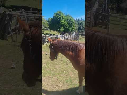 CABALLO en La Casita de Lala en SIERRA COLORADA || #trevelin #chubut #patagonia || #horse #animals