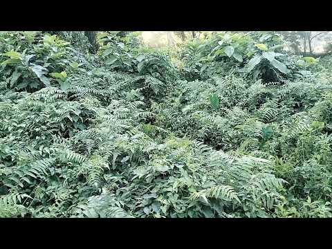 Jerin & Charlie looking something. #viral #animals #dogshorts #dogs 