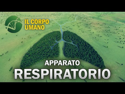 Respiratory System - The Human Body